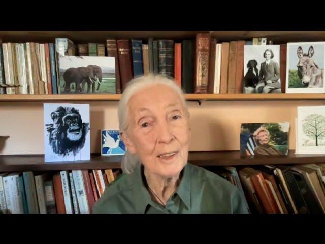 Jane Goodall, en el Festival de elDiario.es: "Debemos canalizar la rabia para cambiar el mundo"