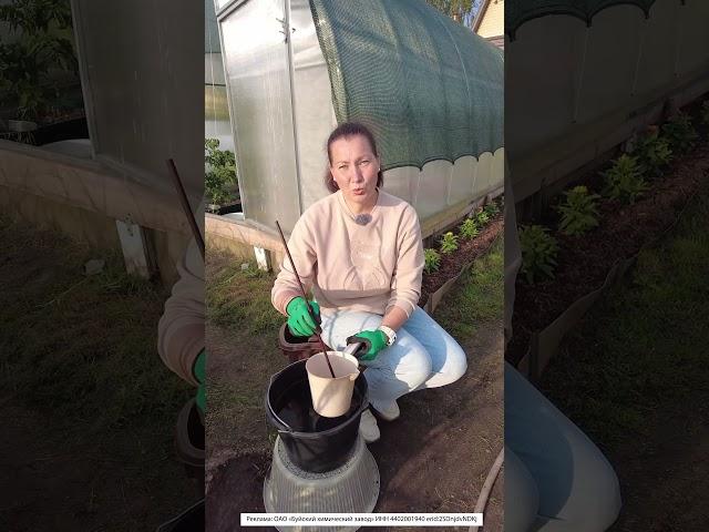 ТОМАТЫ НАЧАЛИ ЖЕЛТЕТЬ - МАГНИЕВЫЙ ХЛОРОЗ! КАК БОРОТЬСЯ С ХЛОРОЗОМ