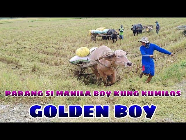 GOLDEN BOY NG LOURDES CAB CITY BUHAY BUKID JRTV