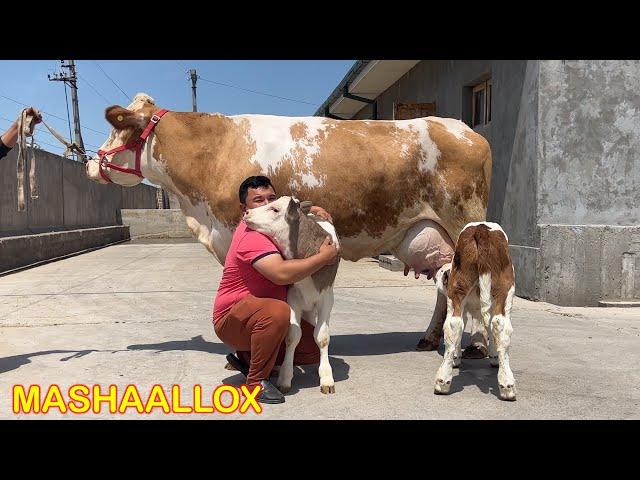 EGIZ BOLALI  GIGANTD. SIMMENTAL  BUQACHA B +998 99-820-85-05