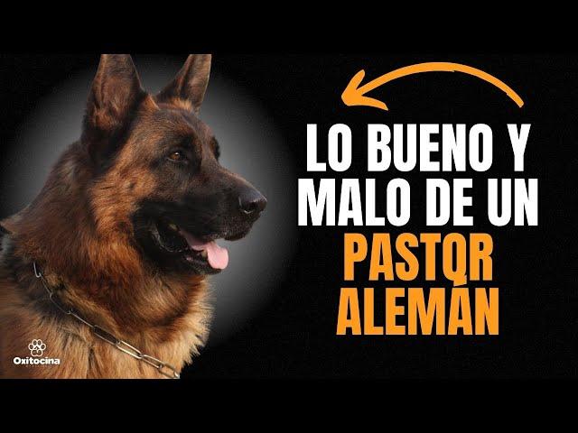 PASTOR ALEMÁN: Ventajas y desventajas de tener uno.