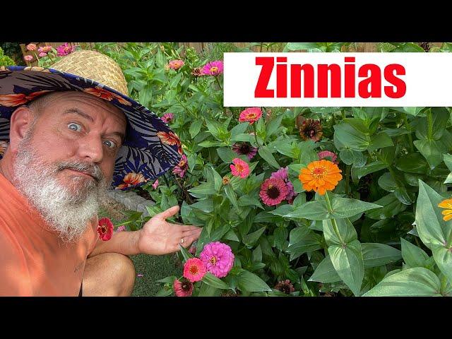 Growing Zinnias and Care of Zinnia Plants