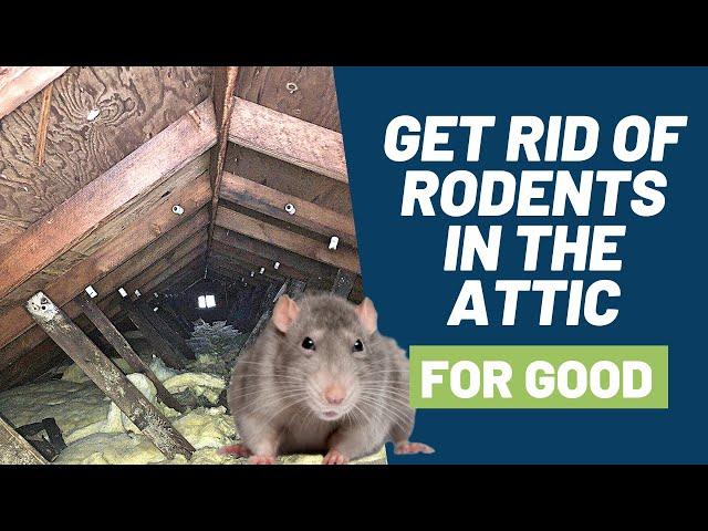 5 Step Solution to Get Rid of Rodents Like Mice and Rats in Your Attic for Good!!