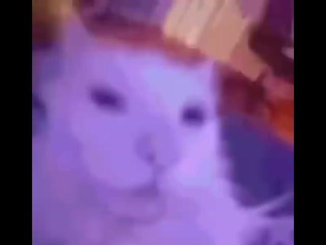Gato crazy