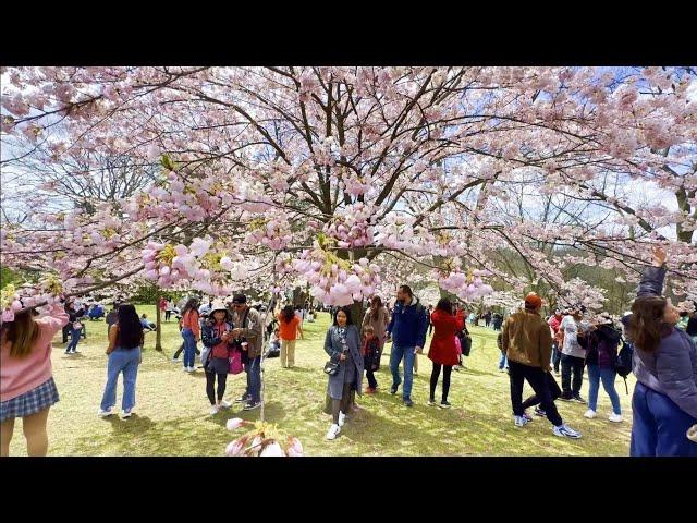 Cherry Blossoms in Toronto High Park 2024 | 4K