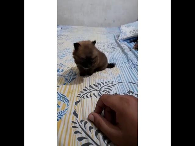 PET SHOP IN CHANDIGARH MOHALI PANCHKULA ZIRKPUR JALANDHAR CULTURE POMERANIAN TOYPOM PUPPY AVAILABLE