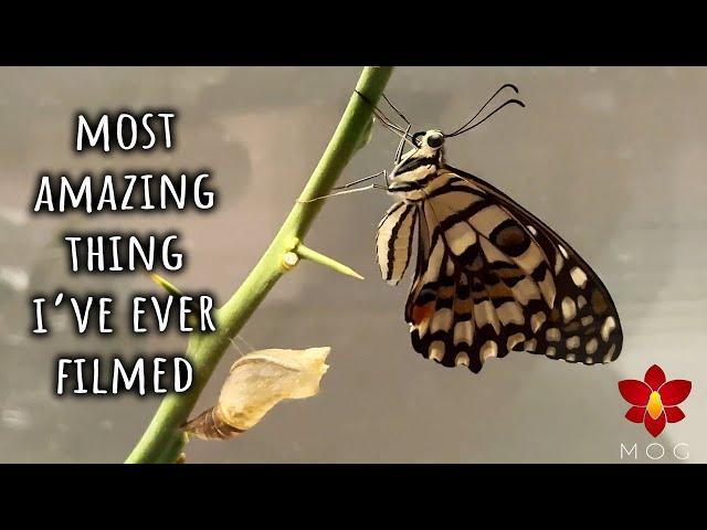 Watch the amazing birth of a butterfly!  Greatest garden discovery yet! 