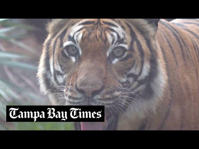 South Florida zoo unveils new tiger habitat