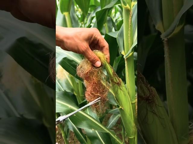 Triim corn silks after pollination to avoid pests #smartfarming #gardeningtips #farmingtips