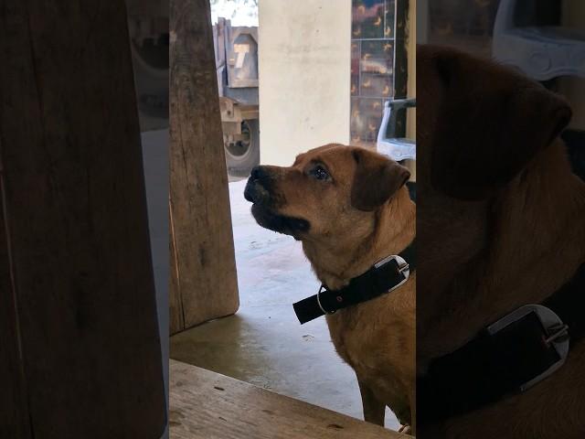 dog barking sound loudly ||adarsh Tiwari vlog || Alexa bark and wnt to play with boll ||#dog #shorts