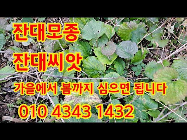 24년 11월 26일. 잔대밭 잔대씨앗,모종,잔대캐는 연장. 문의 010-4343-1432