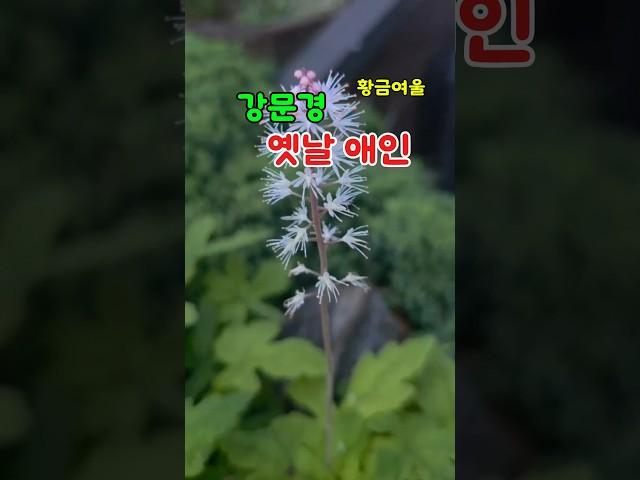 강문경 옛날애인