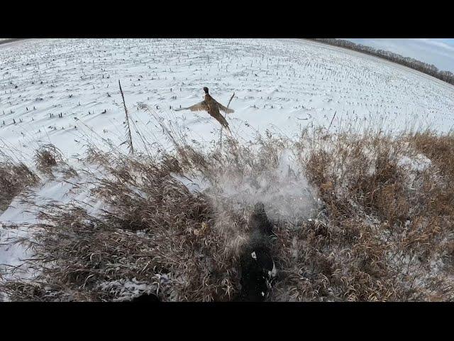 North Dakota Pheasant Hunting| December| A true representation of North Dakota wild birds on the run