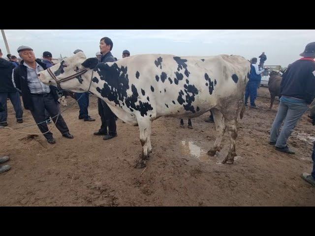 8-МАЙ/КАНЛЫКОЛ МАЛ БАЗАРЫ/СКОТНЫЙ РЫНОК/BUQALAR/BIG BULLS IN THE WORLD/BIG COW