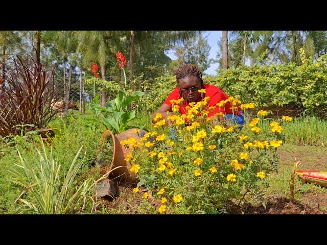 How we keep snakes away from our garden and maintain fresh flowers throughout the year.