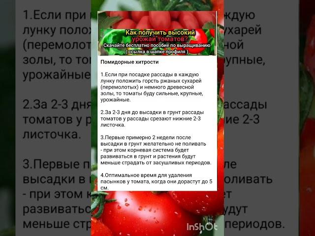 секреты выращивания крупных томатов.