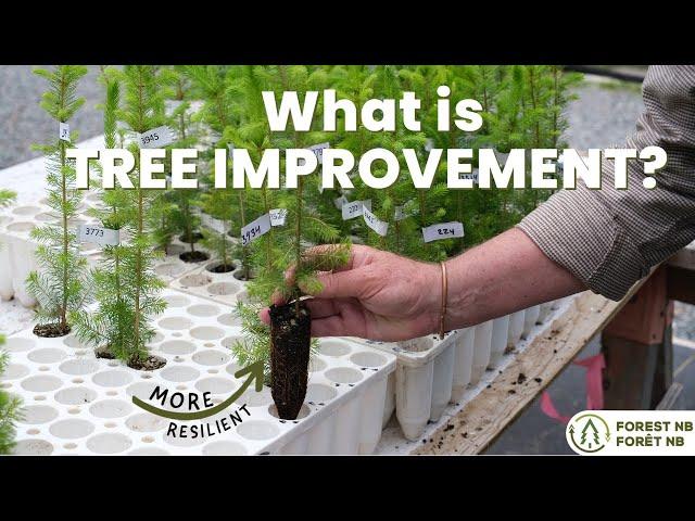 What is Tree Improvement? - Growing more resilient trees for the future