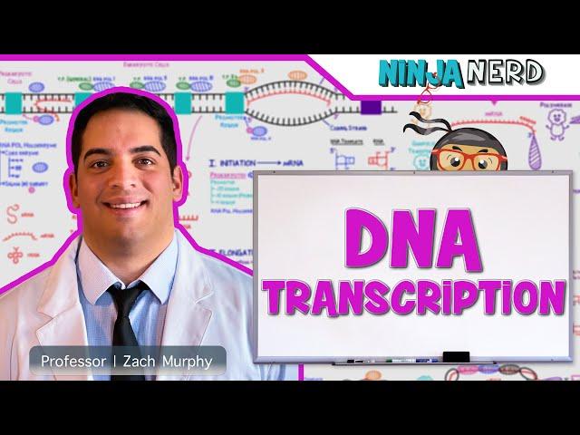 Cell Biology | DNA Transcription 