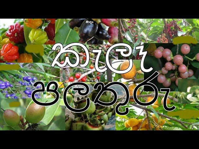 ලංකාවේ කැලෑ පලතුරු වර්ග - Wild Fruits In Srilanka