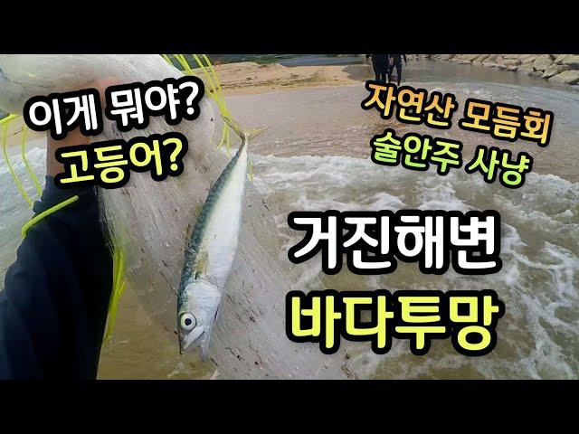 거진해변 자산천 바다투망, 숭어투망, 고등어투망, 전어투망, 은어투망, cast net fishing pesca വല എറിയുന്നു, إلقاء شبكة