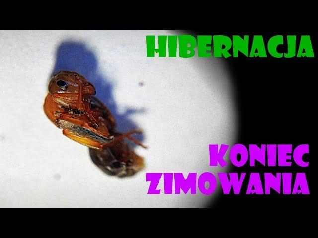 [Mrówki] Zakończenie hibernacji- przegląd kolonii