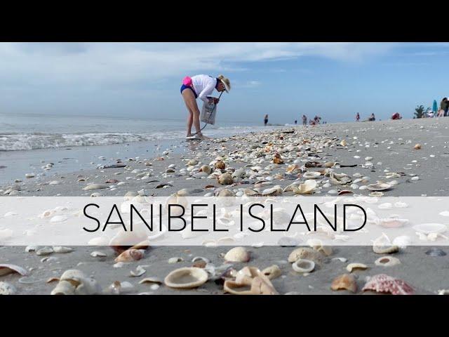 Sanibel Island beach walk. Let's find some seashells and I’ll ID them all!