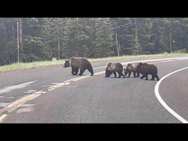 4 Grizzly Bears on Road Again