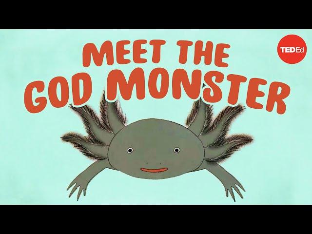 Axolotls: The salamanders that snack on each other (but don't die) - Luis Zambrano