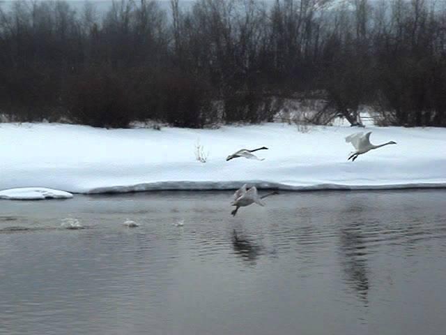 Trumpeter Swans at Nautley River