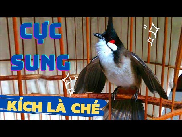 Luyện chào mào hót căng lửa, QUÁ HAY - CHÉ KÍCH BỔI CĂNG ĐÉT, Cách luyện chào mào hót sáng, chao mao