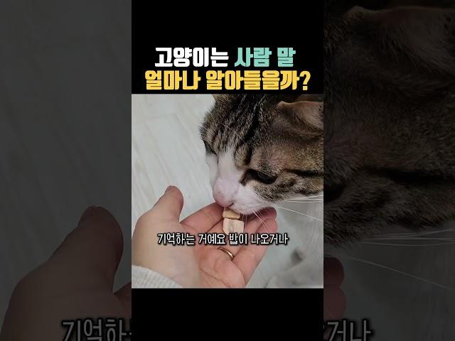 고양이는 사람 말 얼마나 알아들을 수 있을까? #고양이언어 #고양이말 #고양이
