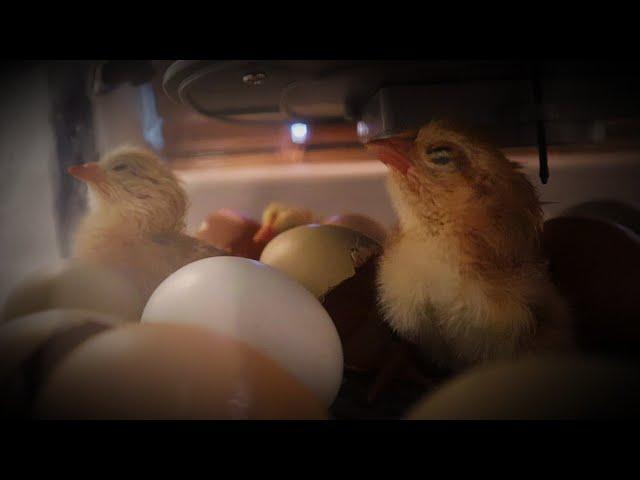 Cheap and Easy Chick Brooder Set-up | Hatching Baby Chicks