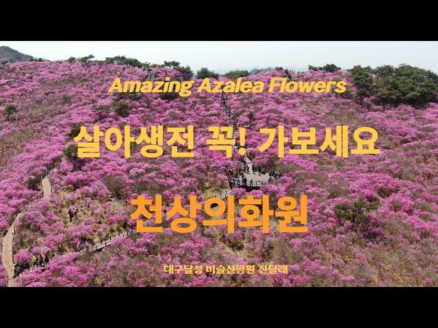 [Healing Music Travel]대구달성 비슬산 진달래(참꽃)군락지 드론영상 FHD [Beautiful Azalea flowers view of Biseulsan M.T]