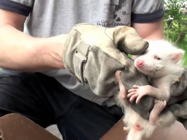 Extremely Rare Albino Raccoons