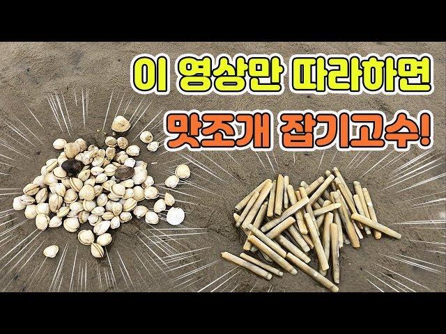 몽산포 맛조개잡기 누구나 쉽게 잡는방법! [TV생물도감]