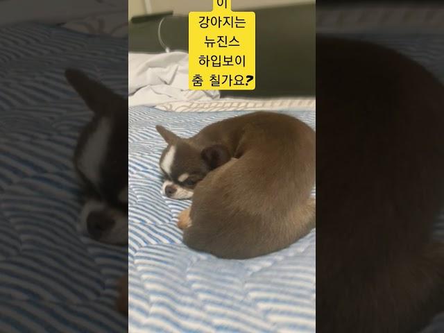 이 강아지는 뉴진스 하입보이 춤 칠가요?