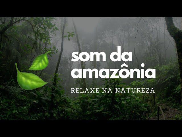  Sound of the Amazon Rainforest (Sound of Nature to Relax and Meditate)