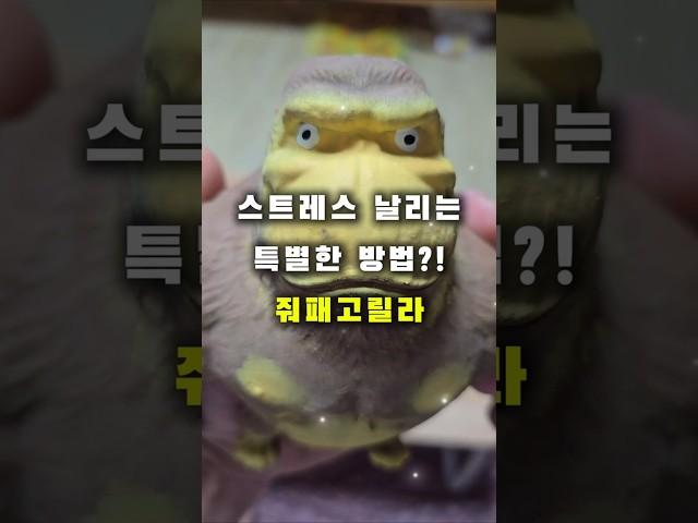스트레스 날리는 특별한 방법! 쿠팡 품절템 '줘패고릴라' 리뷰