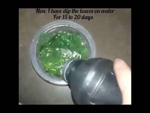 how to make a skeleton of leaves
