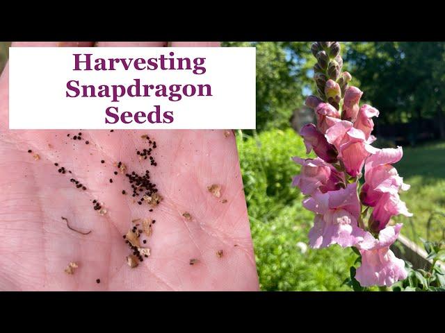 How to Harvest Seeds from Snapdragon Flowers