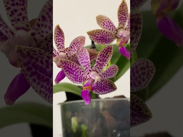 орхидея фаленопсис Phalaenopsis Alfinia Phalaenopsis Violacea x Finley