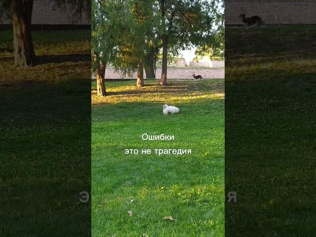Ошибки - это ОК #психология #обесценивание #развитиечеловека
