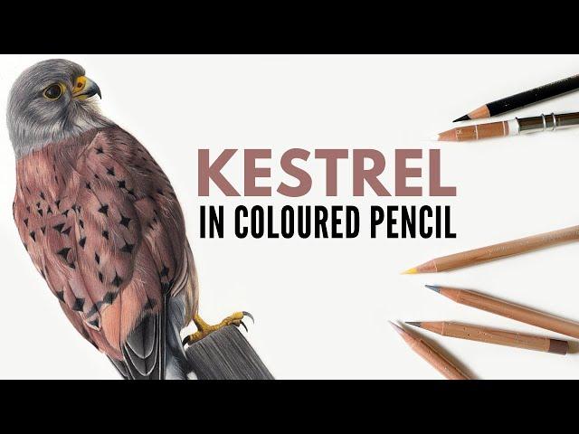 Drawing a Kestrel in Colored Pencil | Bird of Prey in colored pencil | Realistic Pencil Drawing