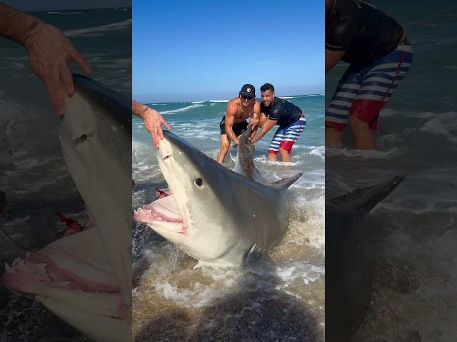 CATCHING A GIANT SHARK 