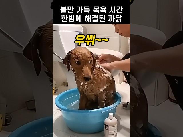 억울하게 목욕하던 댕댕이, 리트리버 덕분에 웃음 찾은 까닭