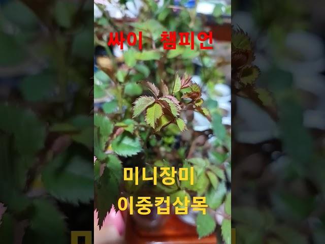 #미니장미이중컵삽목#질석삽목#싸이챔피언#미니장미노지월동