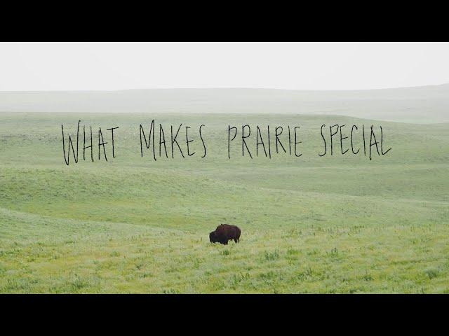 What Makes Prairie Special