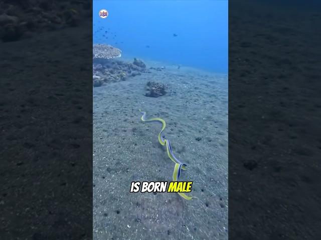 Majestic Ribbon Eel #Shorts #YoutubeShorts #AnimalKingdom
