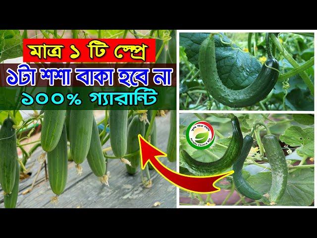 শশা/খিরা বাঁকা বা কোঁকড়ানো আর হবে না 100% গ্যারান্টি মাত্র ১ টি স্প্রে বাজীমাতcucumber cultivation