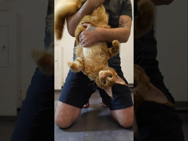 Котёнку 6 месяцев!  #котенок #милый #любимец #мейнкун